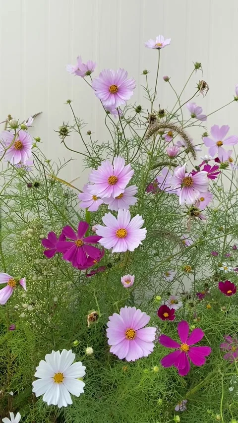 Cosmos flower field with wind . High quality FullHD footage Stock Footage 285227768