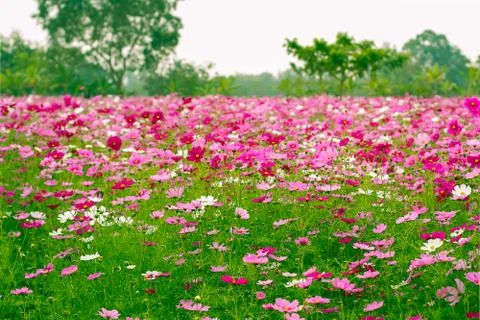 Cosmos flower fields Stock Photos