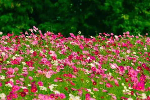 Cosmos flower fields Stock Photos