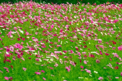 Cosmos flower fields Stock Photos