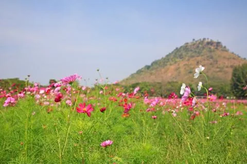 Cosmos flower fields Stock Photos