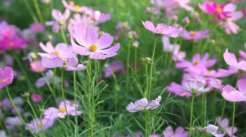 Cosmos flower Video stock 47154800