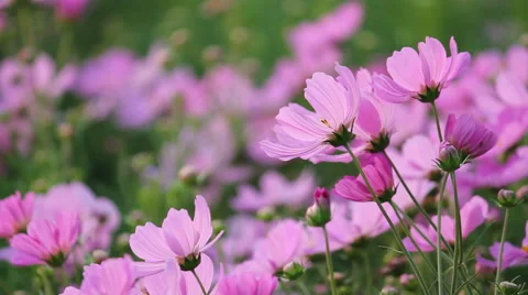 Cosmos flower Video stock 47155602