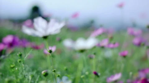 Cosmos flower Stock Footage 48681677