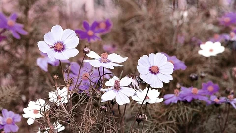 Cosmos flower Stock Footage 90068524