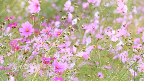 Cosmos flower Stock Footage 92190726