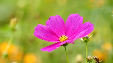 Cosmos Flower Stock-Footage 206878008