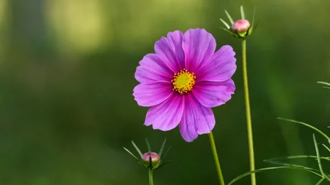 Cosmos Flower Stock-Footage 211169257