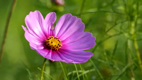 Cosmos Flower Stock Footage 211173239