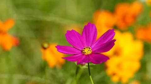 Cosmos Flower Stock-Footage 212766702