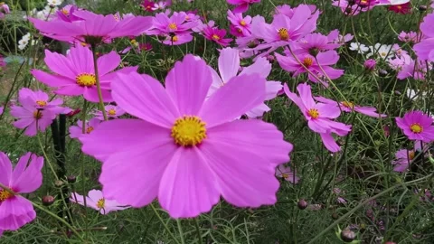 Cosmos Flower Video stock 220557174