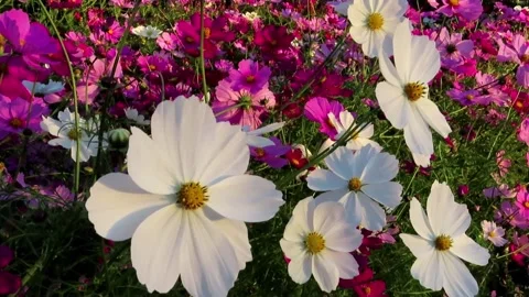 Cosmos Flower Video stock 220561544
