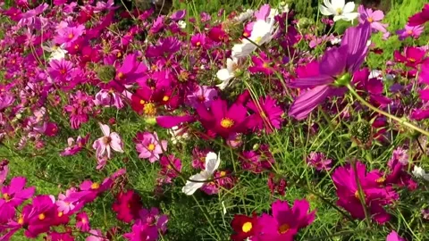 Cosmos Flower Video stock 220564557