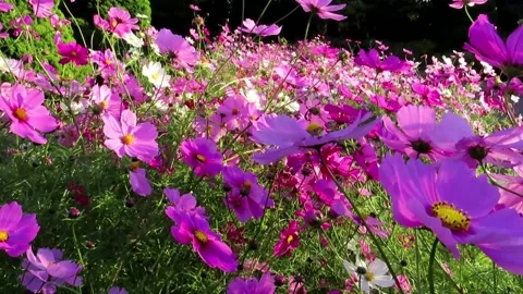 Cosmos Flower Video stock 220564846
