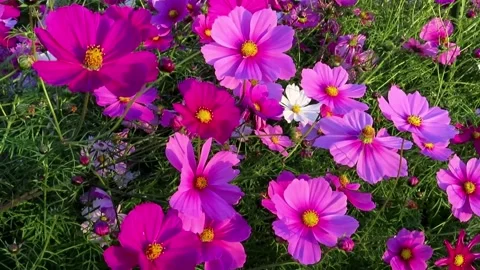 Cosmos Flower Video stock 220565035