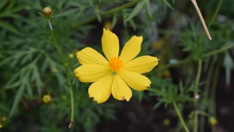 Cosmos Flower Video stock 237155824