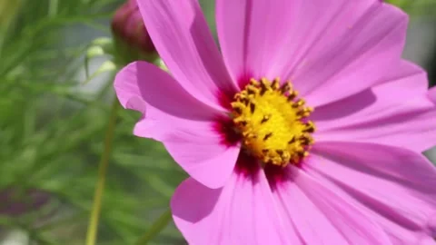 Cosmos flower Stock Footage 280951965