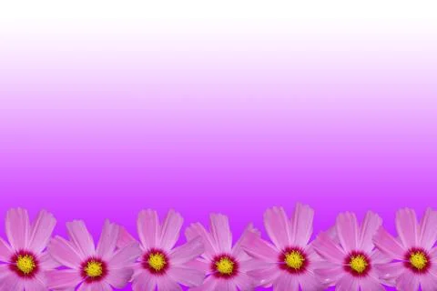 Cosmos flower frame Stock Illustration