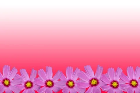 Cosmos flower frame Stock Illustration