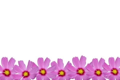 Cosmos flower frame Stock Illustration