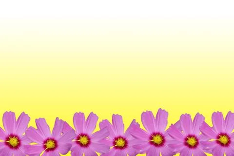Cosmos flower frame Stock Illustration