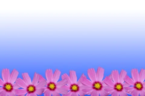 Cosmos flower frame Stock Illustration