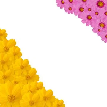 Cosmos flower frame Stock Photos