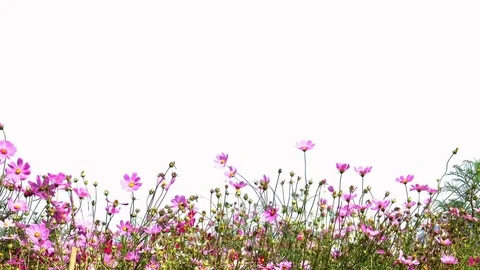 Cosmos flower isolated Stock Footage 72233625