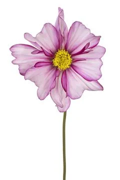 Cosmos flower isolated Stock Photos
