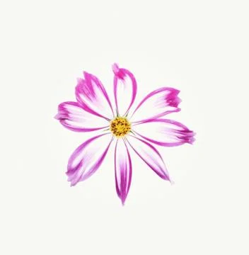 Cosmos flower isolated on white background. Stock Photos