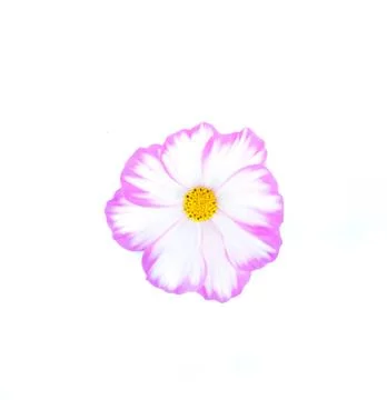 Cosmos flower isolated on white background. Stock Photos