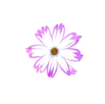 Cosmos flower isolated on white background. Stock Photos