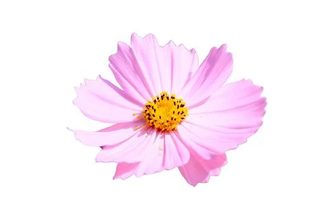 Cosmos flower isolated on white background with clipping path. Foto stock
