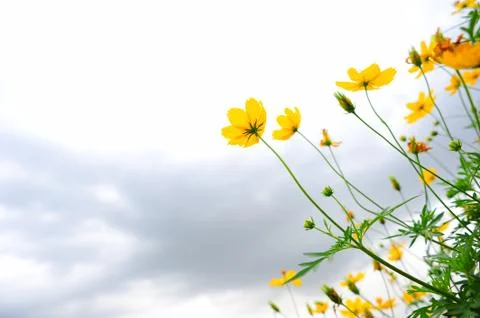 Cosmos flower Stock Photos