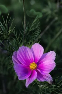 Cosmos flower Stock Photos