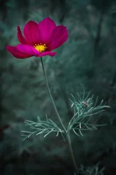 Cosmos flower Stock Photos