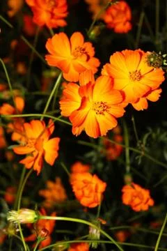 Cosmos flower Stock-Fotos