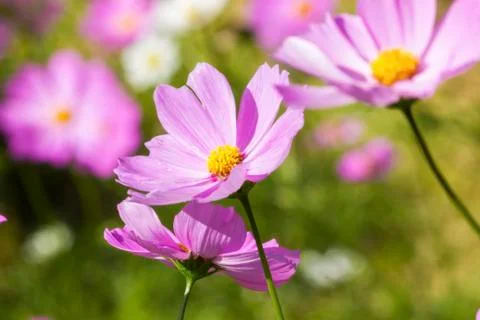 Cosmos flower Stock Photos