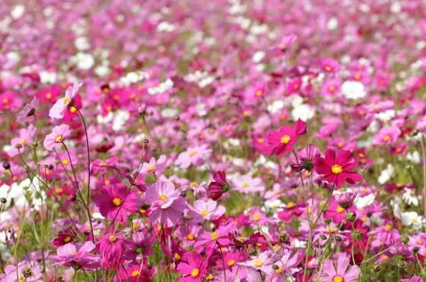 Cosmos flower Stock Photos