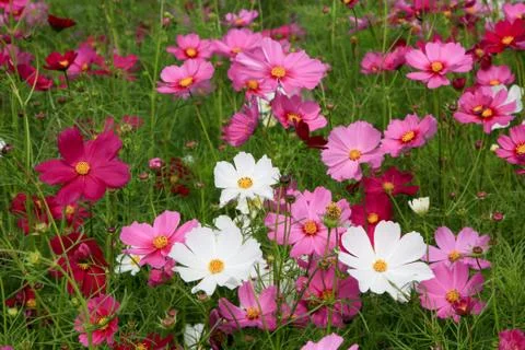 Cosmos flower Stock Photos