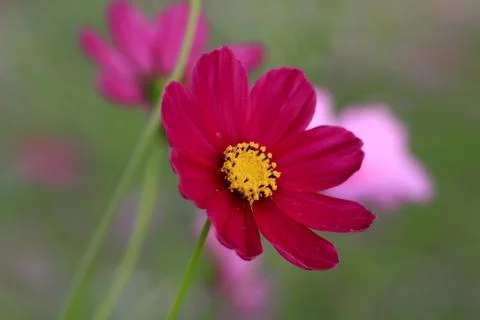 Cosmos flower Stock Photos