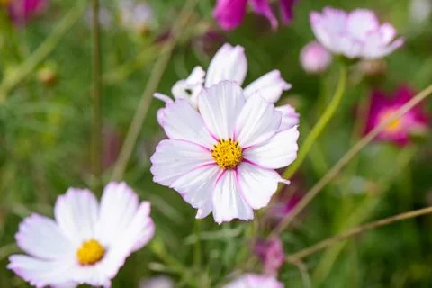 Cosmos flower Stock Photos