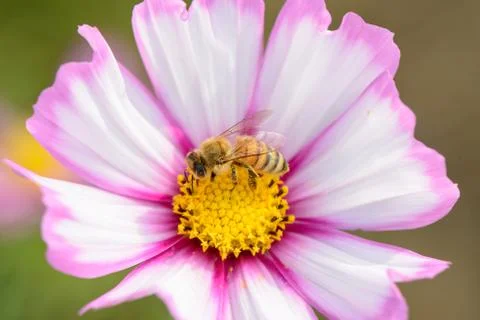 Cosmos flower Foto stock