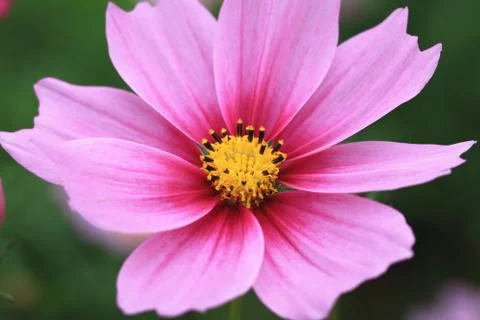 Cosmos flower Stock Photos