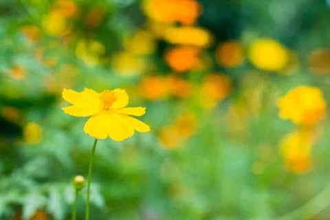 Cosmos Flower Stock Photos