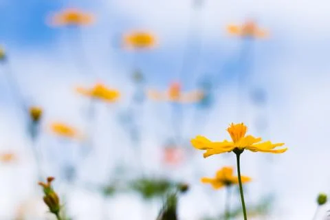 Cosmos Flower Stock Photos