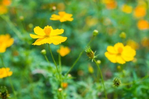 Cosmos Flower Stock Photos
