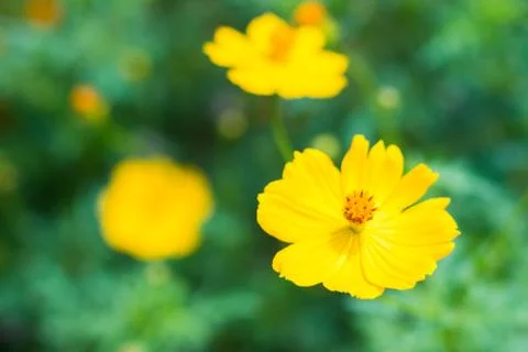 Cosmos Flower Stock Photos