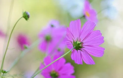 Cosmos flower Stock Photos