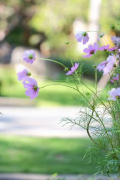 Cosmos flower Stock Photos